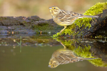 Trznadel zwyczajny, trznadel, trznadel żółtobrzuch (Emberiza citrinella) © Grzegorz