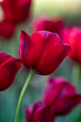 Red Tulip blooming with landscape of green grass