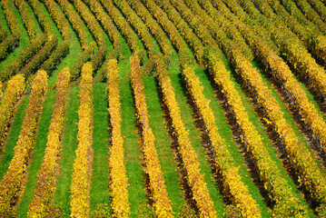 Fototapeta na wymiar vineyards in autumn just before harvest, October, La Côte wine region, Féchy, Morges district, canton Vaud, Switzerland, Europe