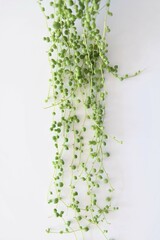 Senecio rowleyanus, string of pearls, houseplant with round green leaves. Isolated on a white...