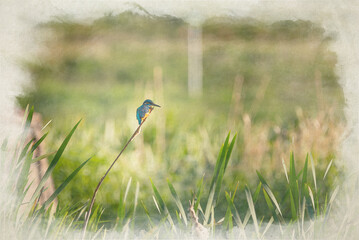 A digital watercolour painting of common Eurasian kingfisher, Alcedo atthis perched by a pond.
