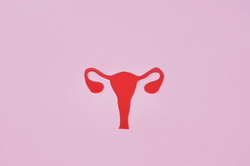Anatomical uterus and ovaries on a pink background. The concept of prevention and treatment of female diseases. Flat lay, top view, copy space.