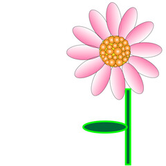 pink daisy flower