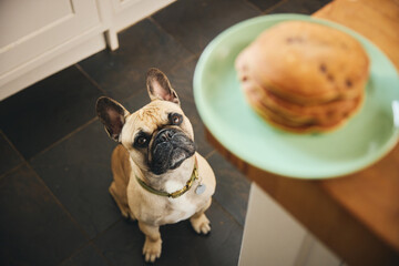 Stack of blueberry pancakes on worktop with dog begging
