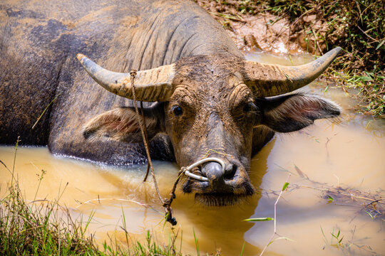 buffalos are very appreciated in rantepao, indonesia