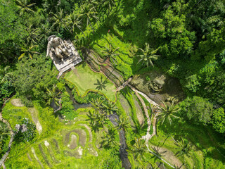 Rice fields in Indonesia