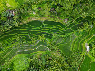Rice fields in Indonesia