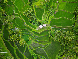 Rice fields in Indonesia
