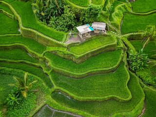 Rice fields in Indonesia