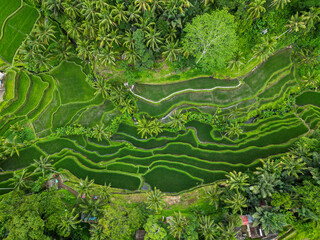 Rice fields in Indonesia