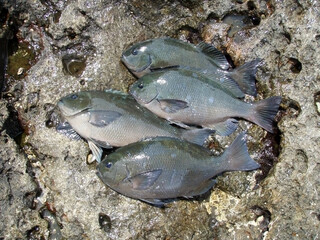 Saltwater rock fishing target fish large and small scale black fish (Mejina)”. Catched and photographed on the rocky shore bed.