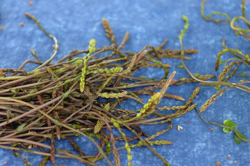 Picked wild asparagus on the table. Selective focus.