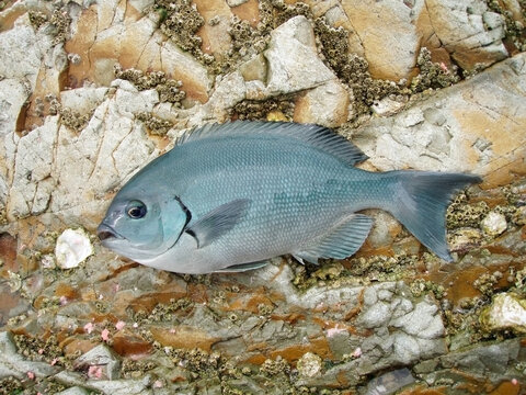 Japanese most popular fishing sea fish “Large tail blackfish (Onaga-MEJINA)”. Style photo on the rock shore.