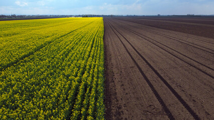 blooming canola rapeseed field in Vojvodina, drone photography