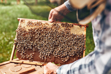 Beekeeper working in apiary. Drawing out the honeycomb from the hive with bees on honeycomb. Harvest time in apiary