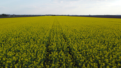 Fototapeta premium blooming canola rapeseed field in Vojvodina, drone photography