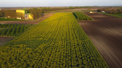 blooming canola rapeseed field in Vojvodina, drone photography