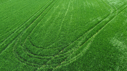 green wheat field in the spring, drone photography