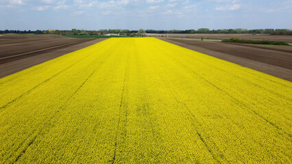 blooming canola rapeseed field in Vojvodina, drone photography