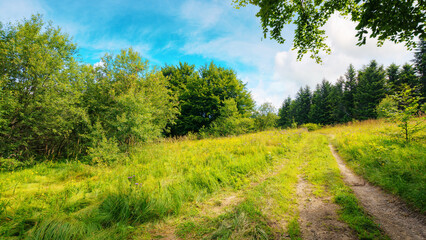 Fototapeta na wymiar trail through the grassy forest glade. sunny weather with fluffy clouds on the blue sky. travel carpathians in summer