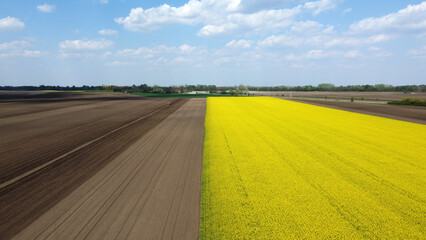 Obraz premium blooming canola rapeseed field in Vojvodina, drone photography