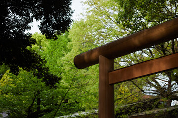 初夏の緑の森と赤色の神社の鳥居の風景