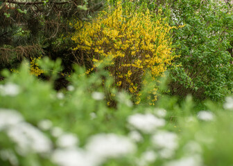 Fototapeta premium Beautiful natural summer background. White and yellow flowering shrubs, blurred focus. Banner