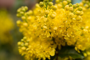 Beautiful natural background with yellow flowers. Macro. Banner. Mahonia aquifolium, the Oregon grape or holly-leaved barberry.
