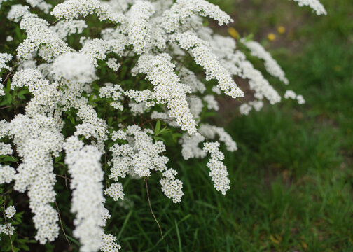 Beautiful natural background with white flowers. Spiraea flowers close up. Long format banner. Spring and summer concept