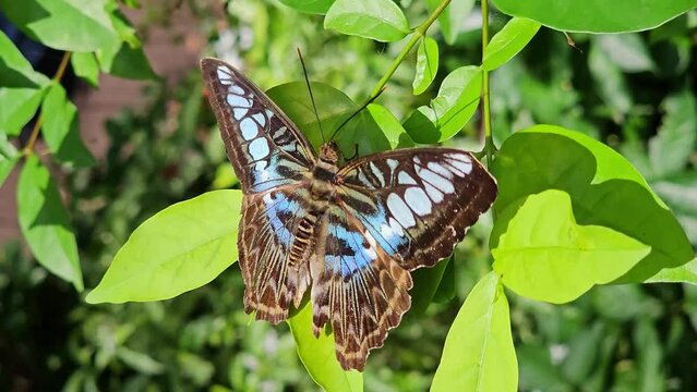 Tropical Butterfly's Paradise in Malaysia. Tropical colorful butterflies among flowering plants. Clipper or Parthenos sylvia .