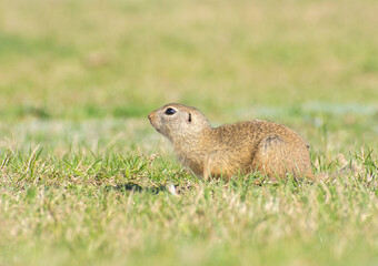 Spermophilus citellus in the spring in the field 4