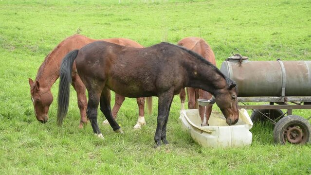 Herd of brown horses grazing and drinking water from a water tank in a pasture in the rural countryside