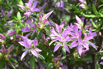 さつきの花