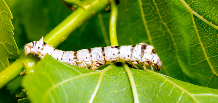 macro close up of a silkworm (Bombyx mori - domestic silk moth) on a mulberry leaf with blurred background
