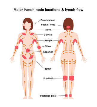 Locations of major lymph nodes and lymph flows. Vector illustration