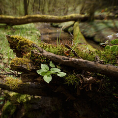 Fototapeta premium EARLY SPRING - A stream flowing through a wild forest and blooming nature 