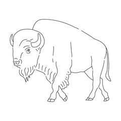 Bison in line art drawing style. Vector illustration.