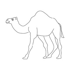 Sketch of Camel. Hand drawn vector illustration.