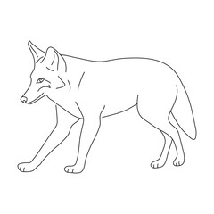 Obraz premium Sketch of Coyote. Hand drawn vector illustration.