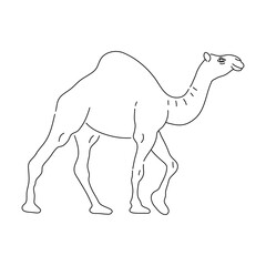 Camel in line art drawing style. Vector illustration.
