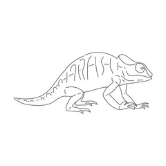 Chameleon in line art drawing style. Vector illustration.
