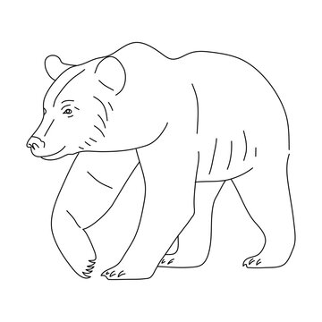 Sketch of Brown bear. Hand drawn vector illustration.