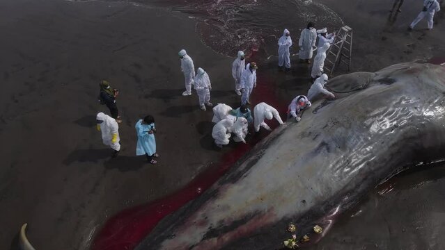 Dead sperm whale in state of putrefaction on the beach, Bali, Indonesia