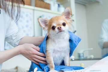 シャンプー後にタオルで乾かす犬