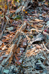 Old Wooden Bites Bulk Splinters in Polesye Natural resort