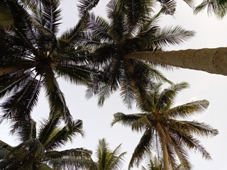 Palm trees are isolated with white skies in background captured low angle