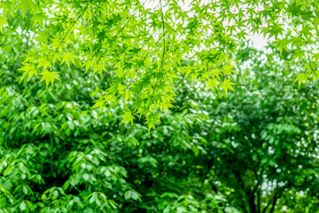 春・初夏・夏の日差しに照らされる森林の新緑の緑　自然・夏休み・夏・アウトドア・キャンプ・観光・旅行のイメージ背景　