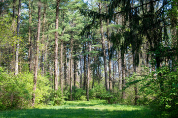 Enchanted sunny clearing in the tall pine tree woods with green grass