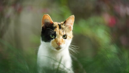 One adorable wild cat sitting in the garden for resting