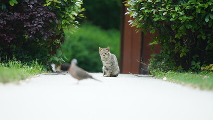 One adorable wild cat sitting in the garden for resting